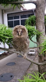 新年のご挨拶